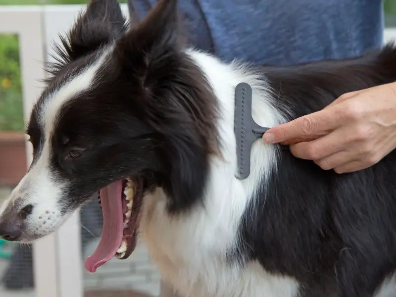 Owner brushing border collie hair