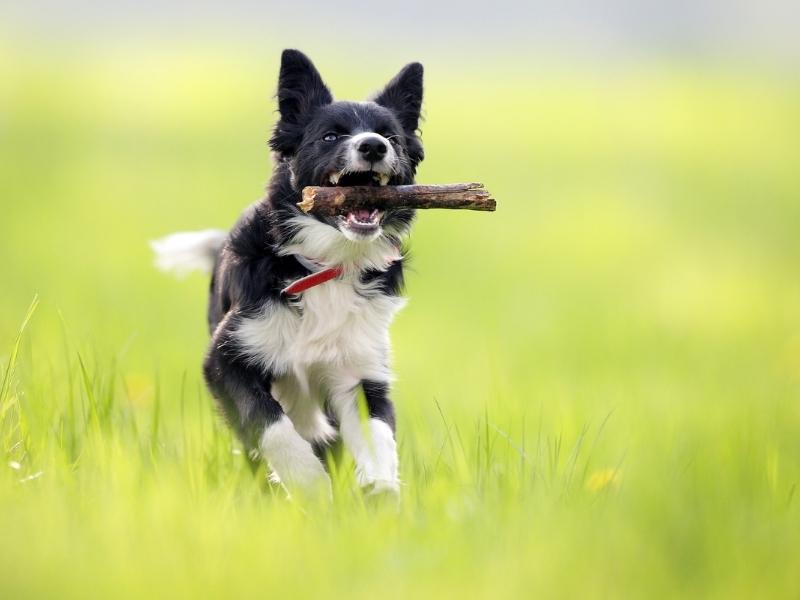 Border Collie running with stick on his mouth