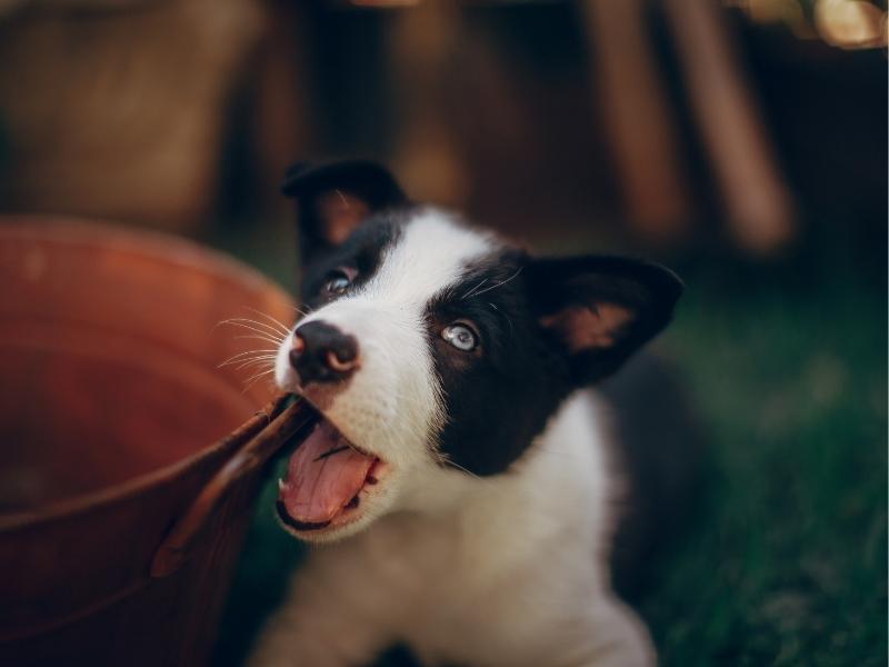 Border Collie puppy looking at camera