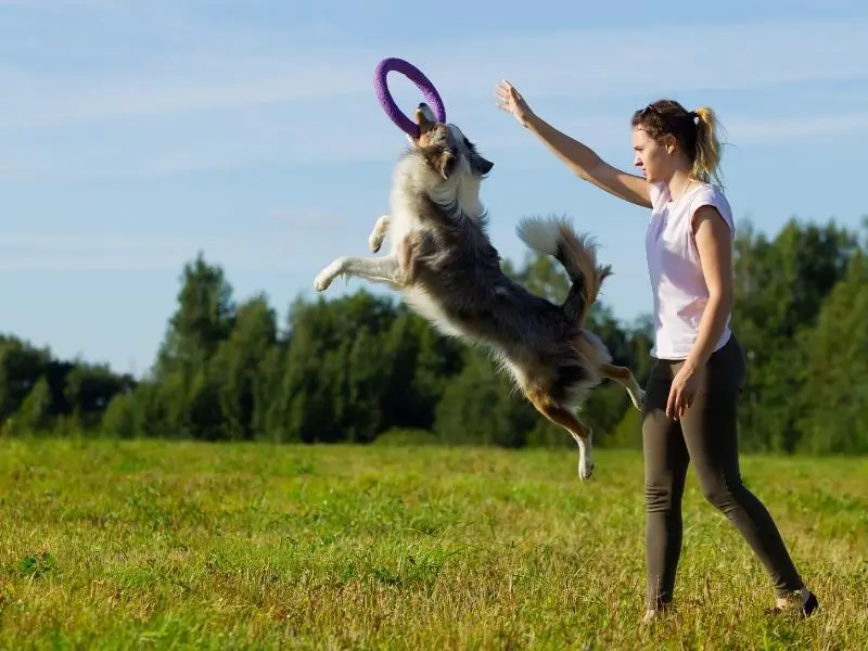 Owner teaching border collie to catch a frisbee