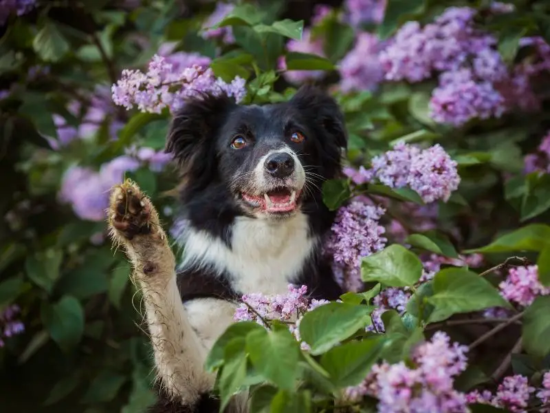 Border collie waving at camera