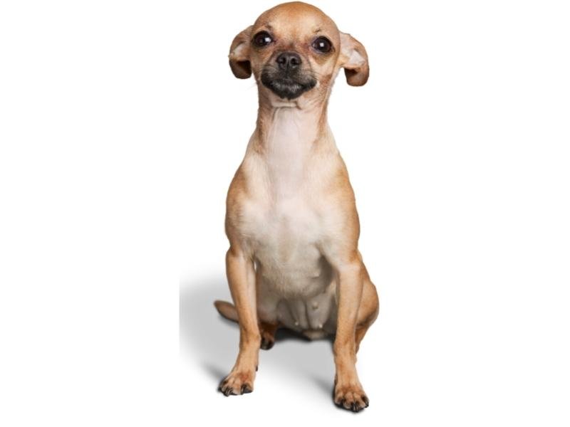 Chihuahua appearance