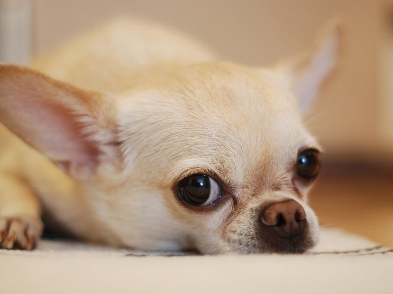 Chihuahua temperament