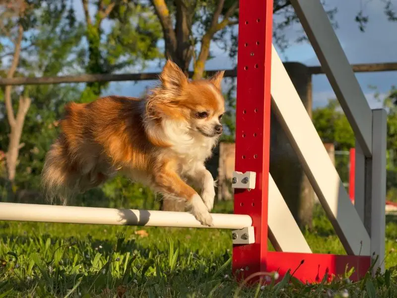 Chihuahua training