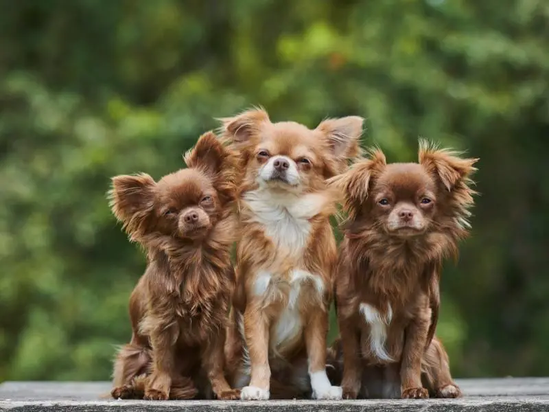 Chihuahua traits and characteristics