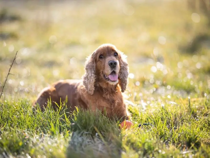 Sporting dog breed: Cocker Spaniel