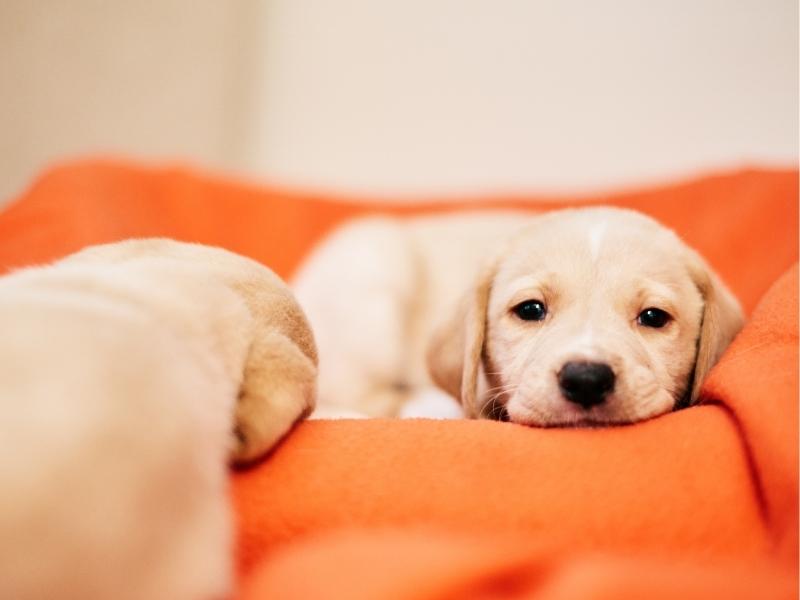 Labrador retriever puppy cost