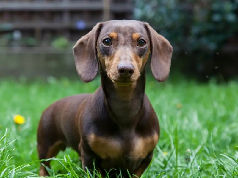 Dachshund adult appearance