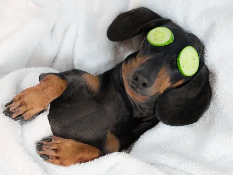 Dachshund sleeping on a blanket with cucumbers over its eyes