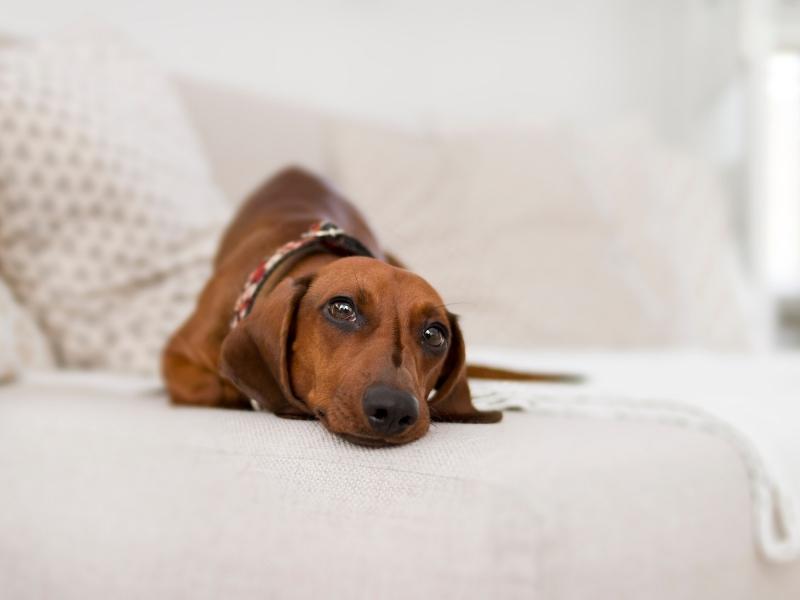Dachshund dog sitting on a sofa