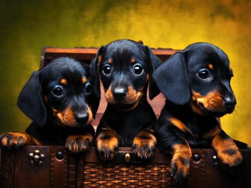 Dachshund puppies sitting in a basket