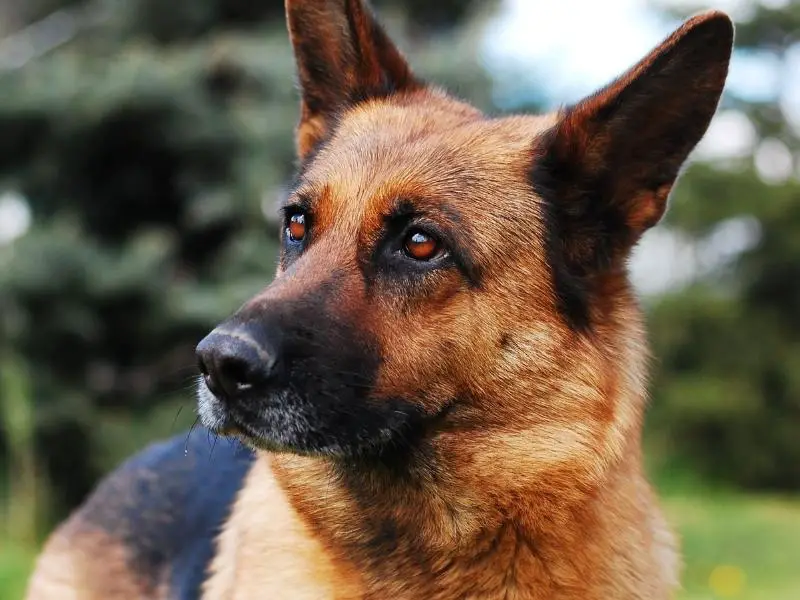 close up photo of German Shepherd