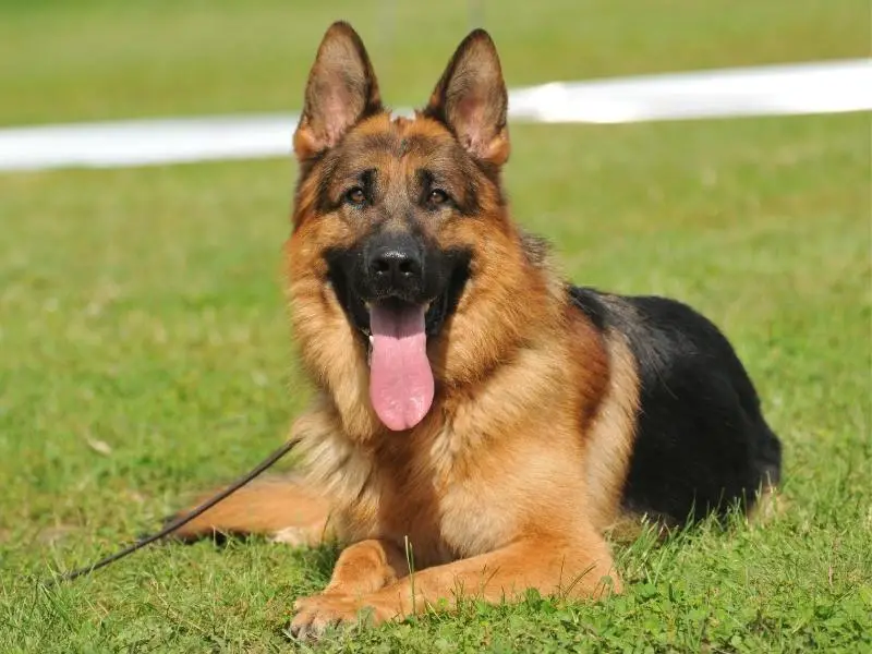 German shepherd laying in the grass