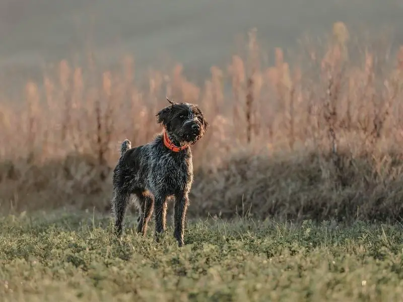 Sporting dog breed: German wirehaired pointer