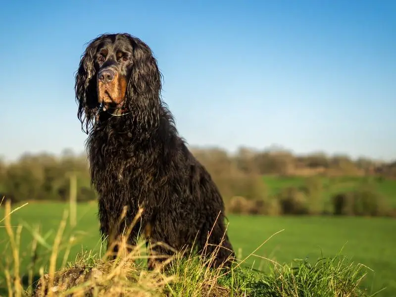 Sporting dog breed: Gordon setter