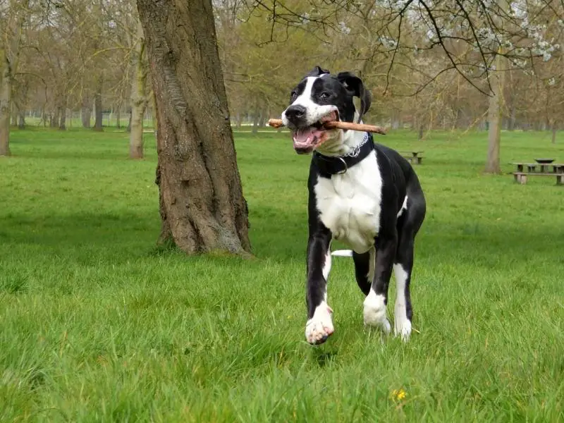 Great Dane training