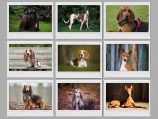 Hound Dog Breeds