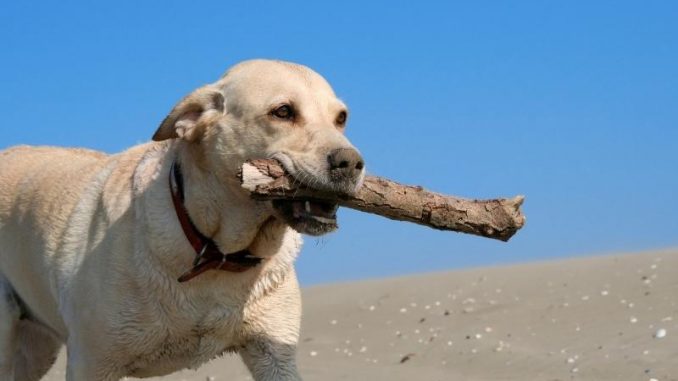 Labrador Retriever retrieving branch
