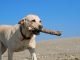 Labrador Retriever retrieving branch