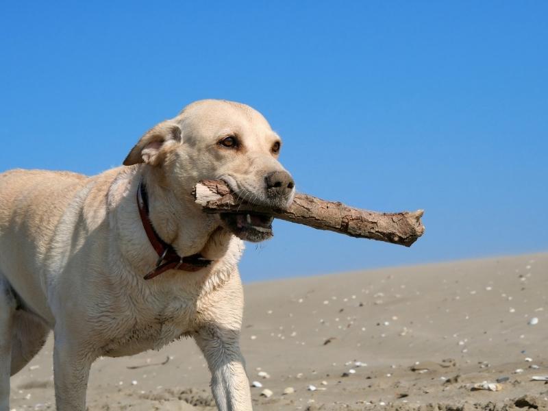 Labrador retriever facts and overview