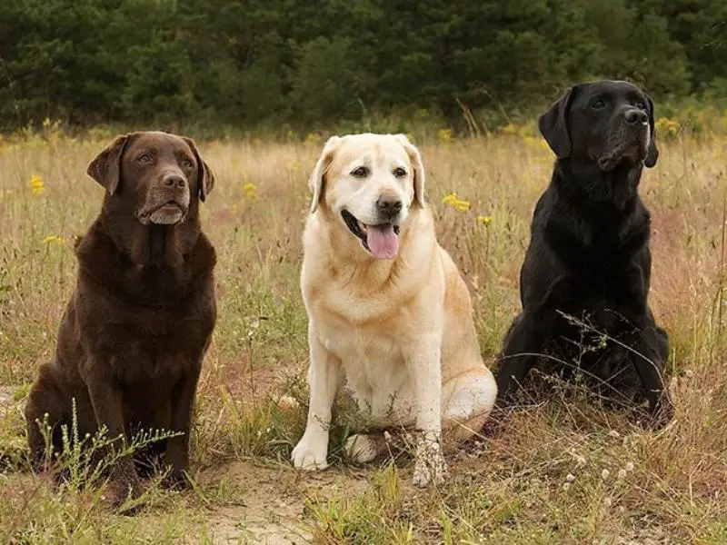 Labrador retriever appearance