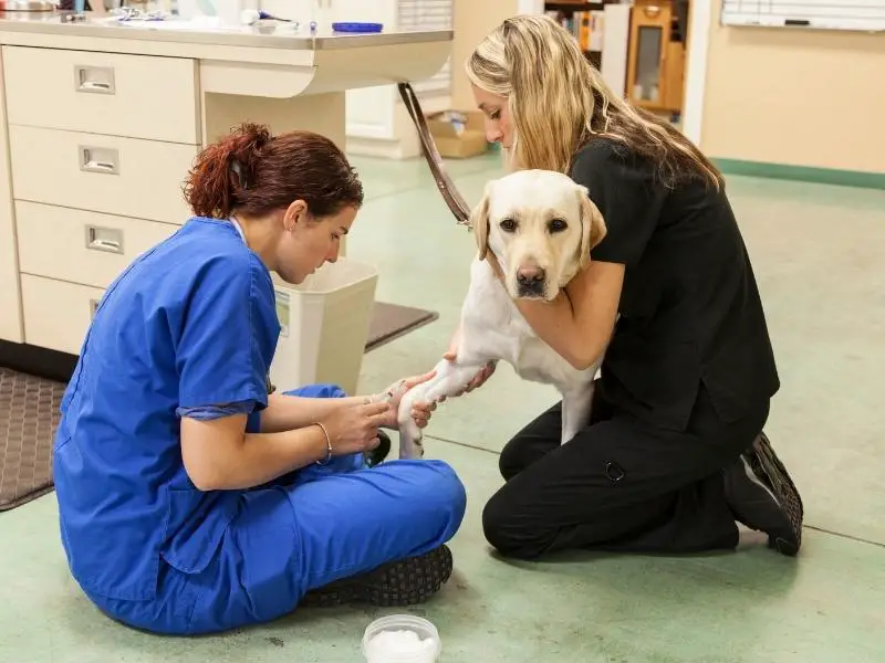 Labrador retriever care