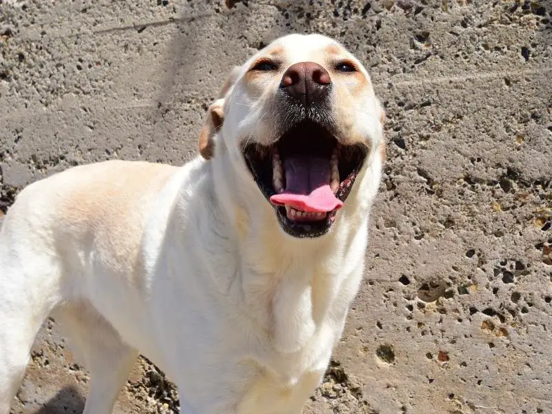 Labrador retriever personality