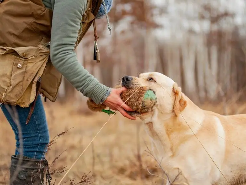 Labrador retriever training