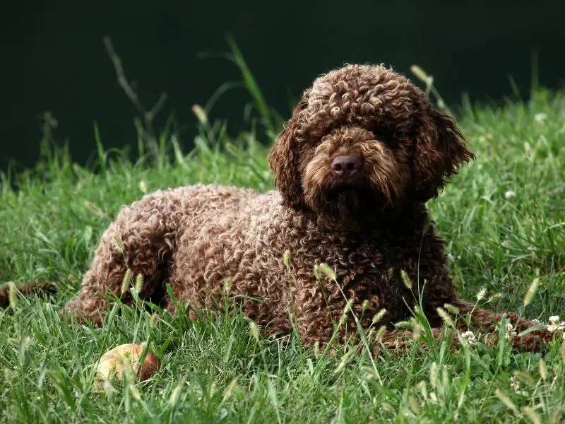 Sporting dog breed: Lagotto Romagnolo