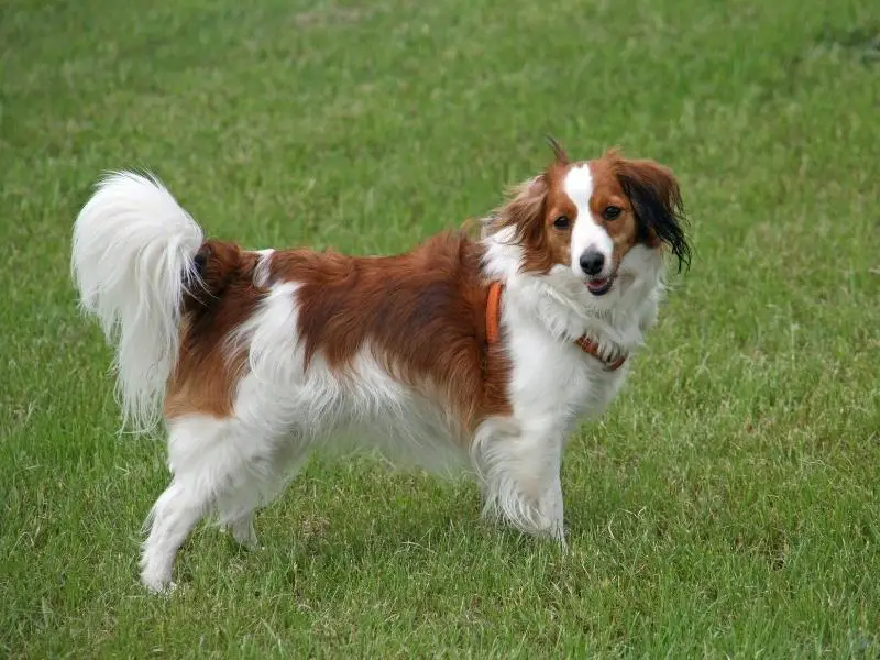 Sporting dog breed: Nederlandse Kooikerhondje