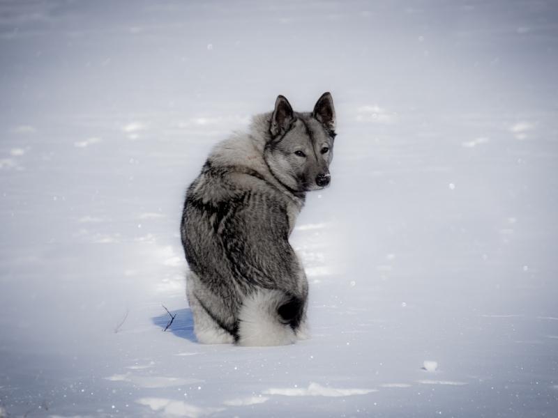 Hound dog breed: Norwegian elkhound