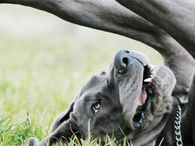 Great Dane temperament