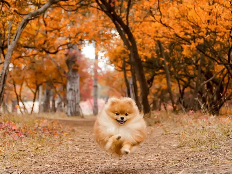 Pomeranian running in a forest