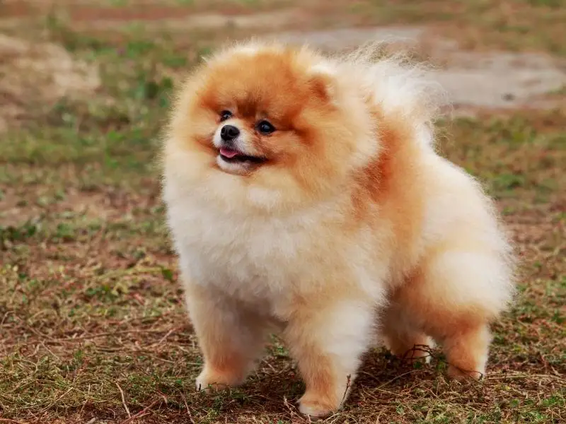 Pomeranian standing on the grass