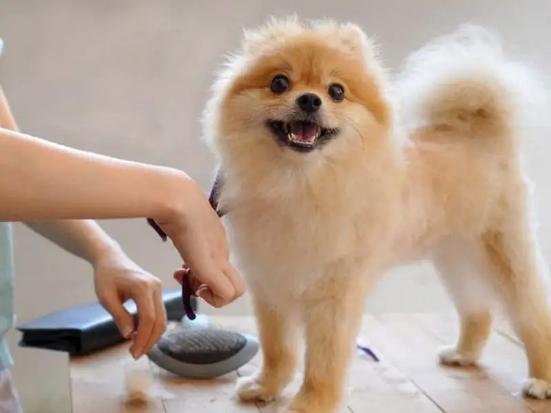 Owner grooming pomeranian