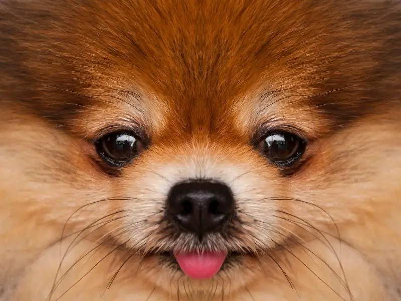 Pomeranian puppy close up