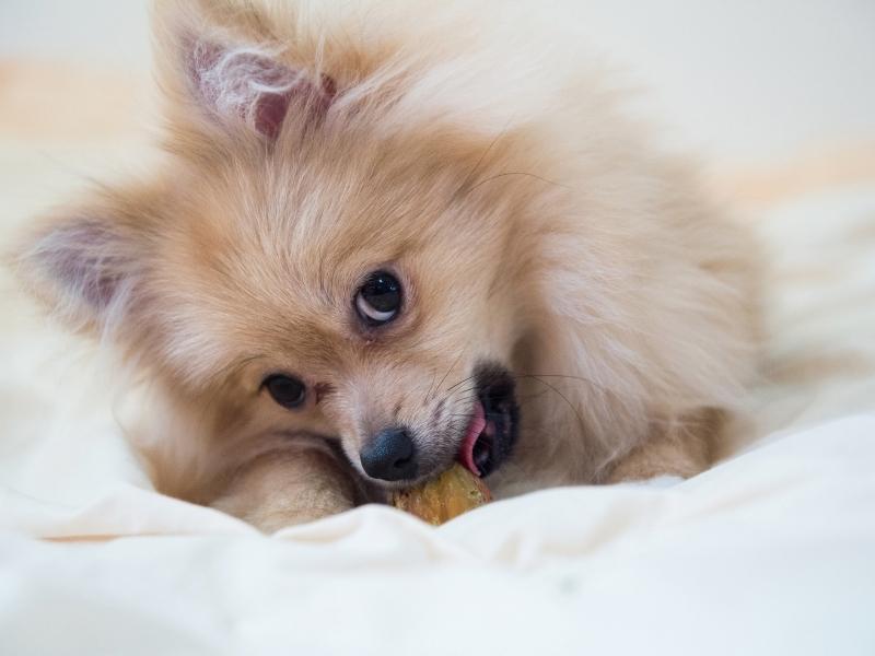 Pomeranian chewing on toy and looking at camera