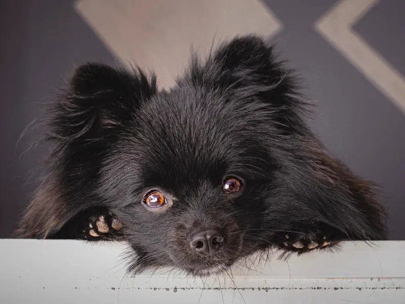 Black pomeranian puppy looking at camera