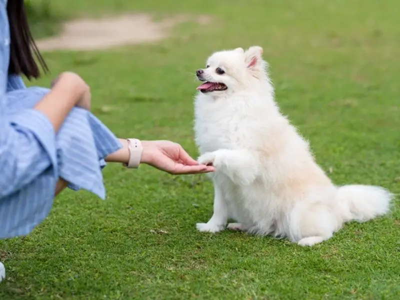 Pomeranian shaking owner's hand