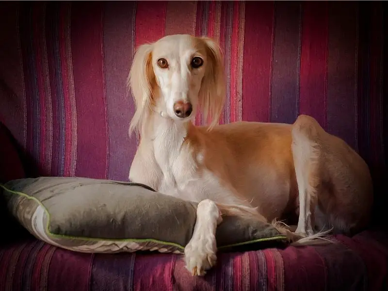 Hound dog breed: saluki