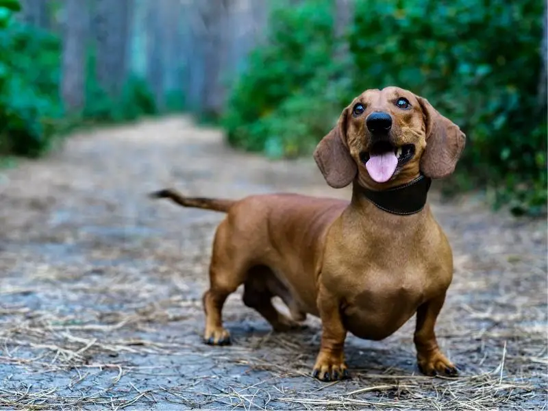 Dachshund dog staying on a path in the forest