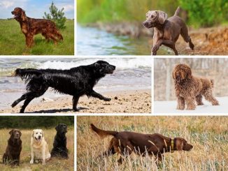 Sporting Dog Breeds