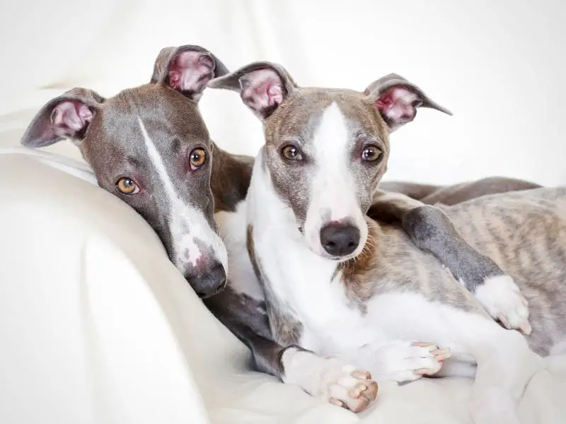 Hound dog breed: whippet