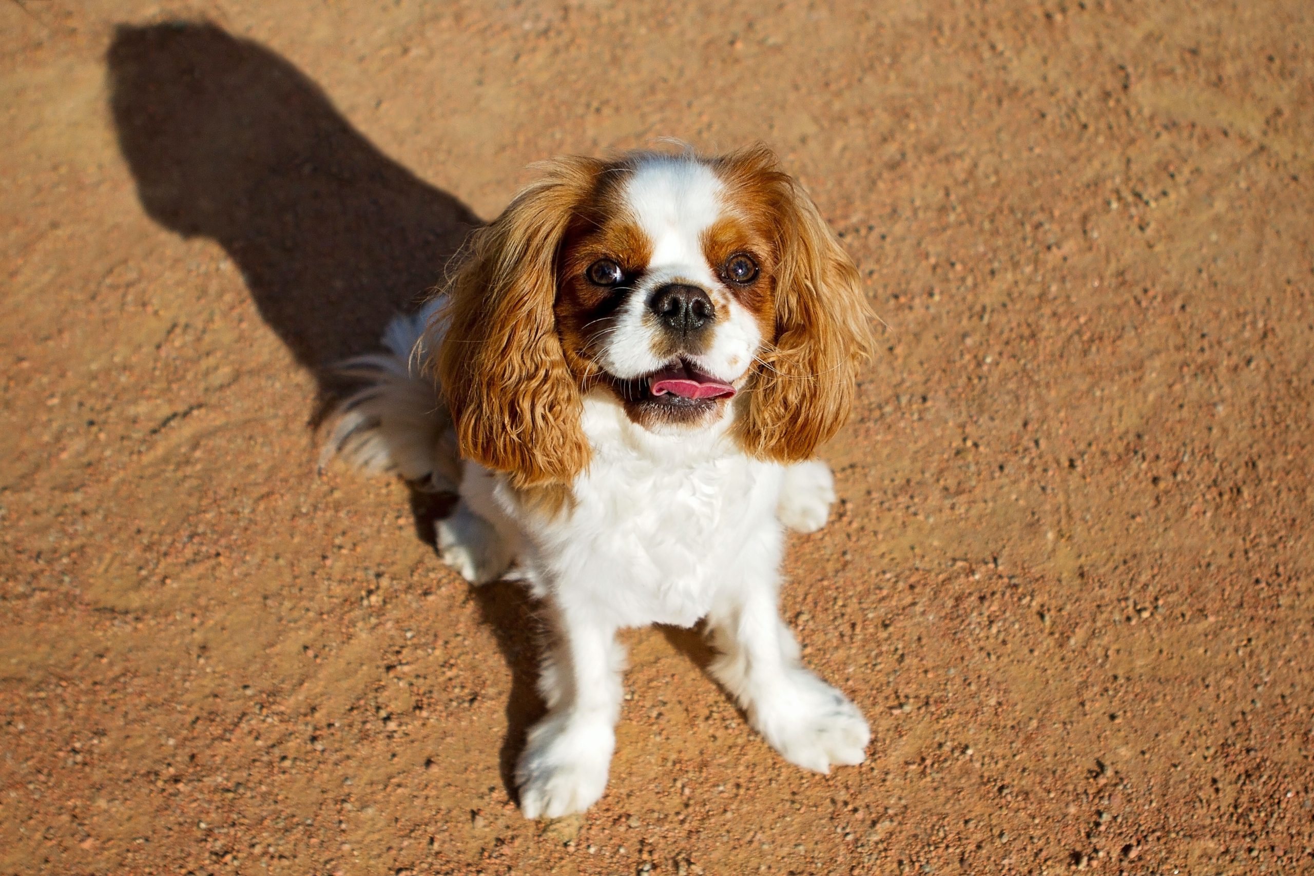 Cavalier king charles spaniel