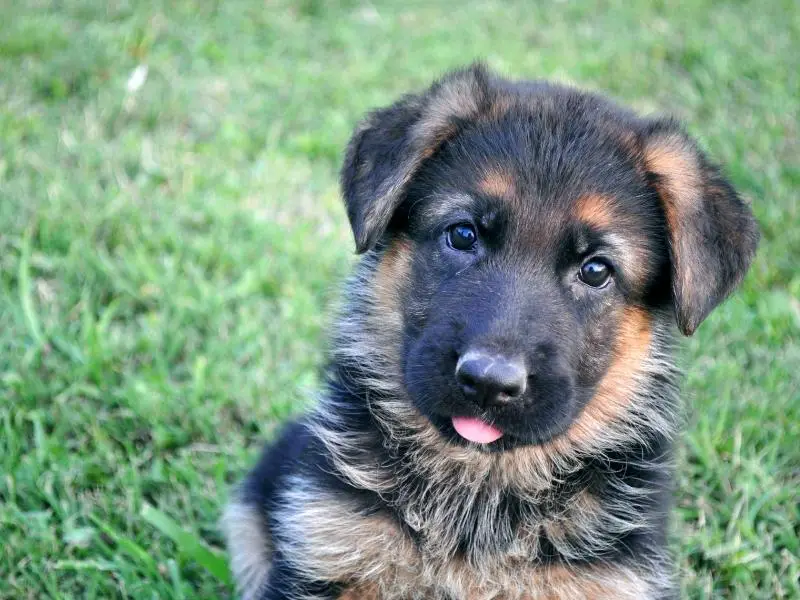German shepherd puppy sticking out its tongue