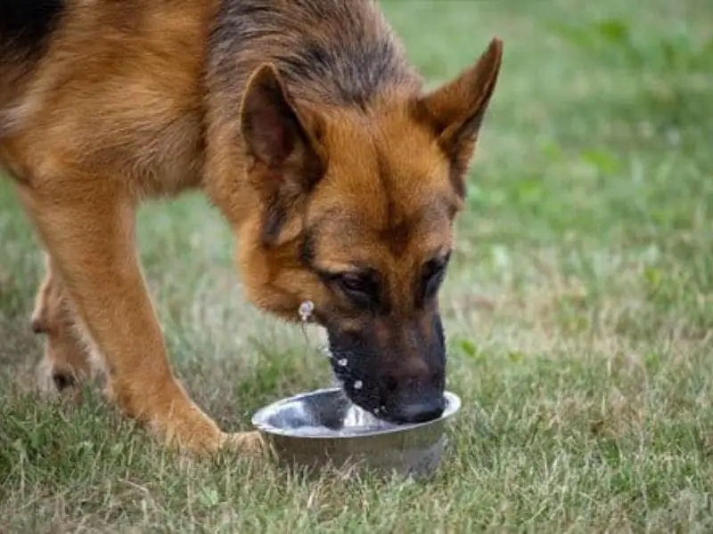 German shepherd drinking water from a bowl