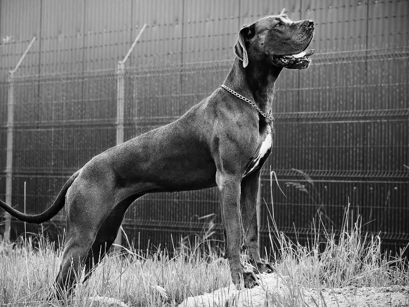 Great Dane dog