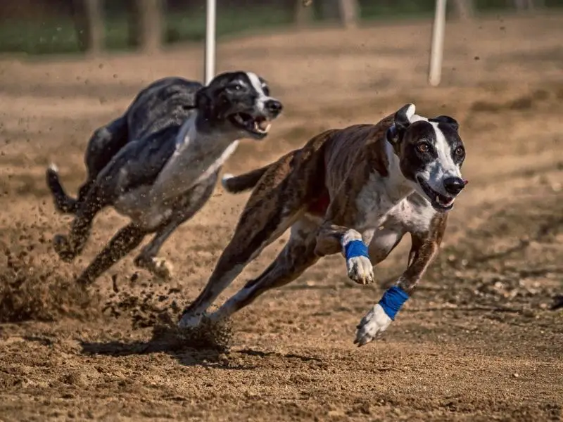 Hound dog: the greyhound racing on a track