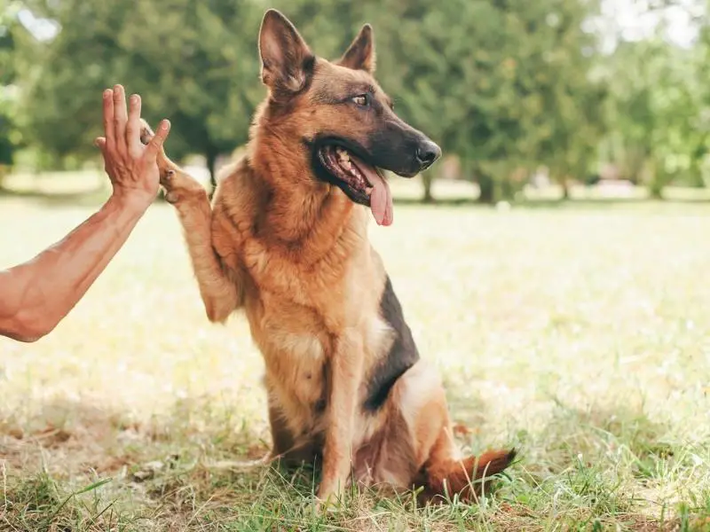 German shepherd giving a high five