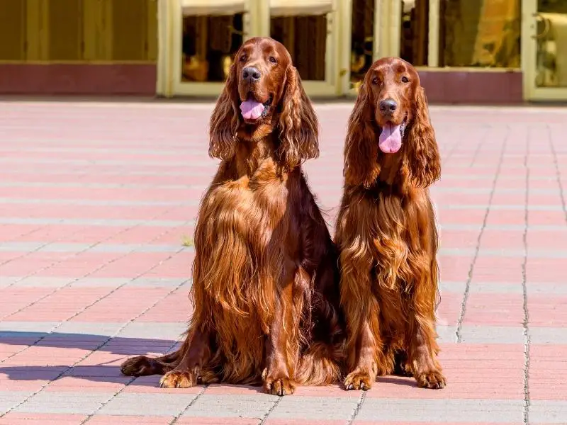 Sporting dog breed: Irish setters